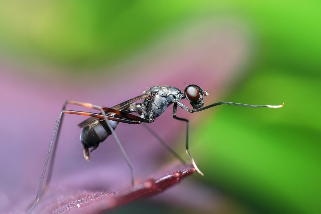 zachowanie mrówki langtona