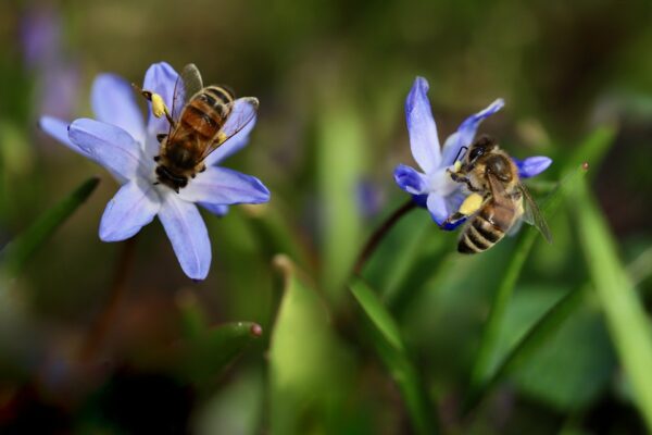 Pszczółka Maja i jej kuzyni – czy pszczoły potrafią liczyć?